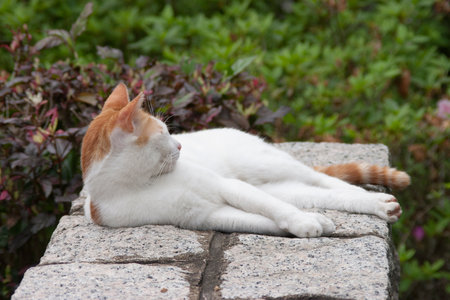 Cat on the street. a street homeless catの写真素材
