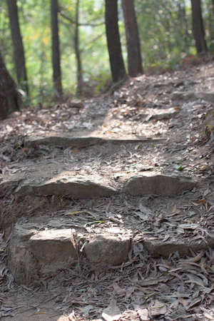 a Peaceful Walkway, Beautiful forest path at hk
