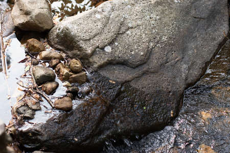 a river at the country park at hong kong
