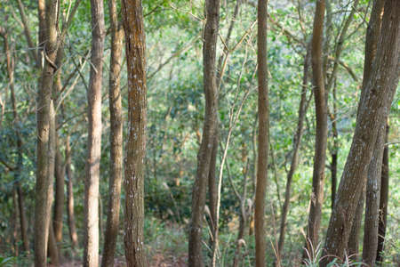 green Forest, the big tree at the nature