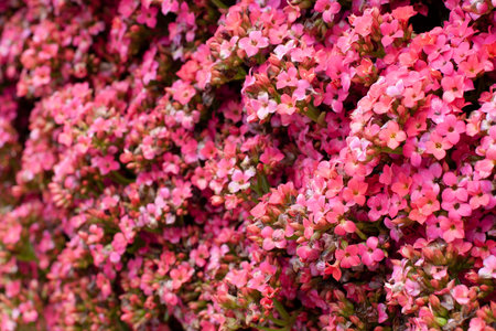 11 march 2006 Kalanchoe Blossfeldiana at spring time with nature