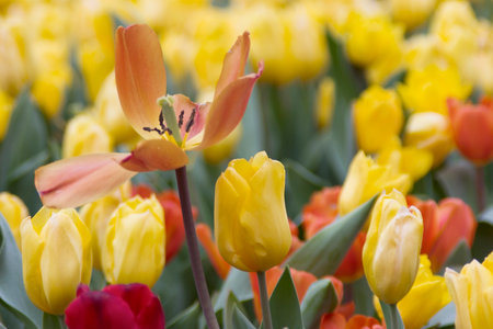 Colorful of tulip flowers field in spring season, orange tulip.の写真素材
