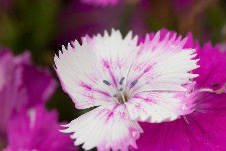 Maiden pink Flashing lights Dianthus deltoides Flashingの写真素材