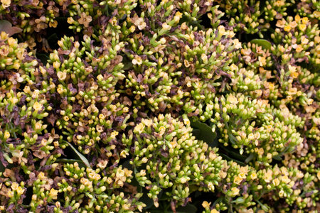 11 march 2006 a Kalanchoe Blossfeldiana at spring time with nature