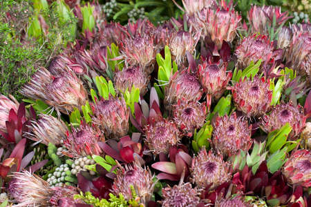 a flowers in garden. Blooming plants in the park area.