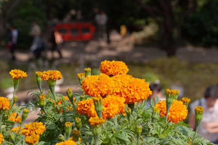 Closeup of orange marigold flowers and foliage