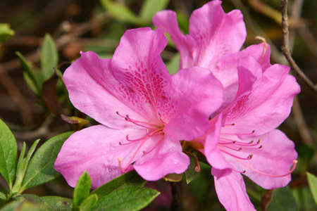 9 Jan 2005 A beautiful rhododendron flower in the spring garden.の写真素材