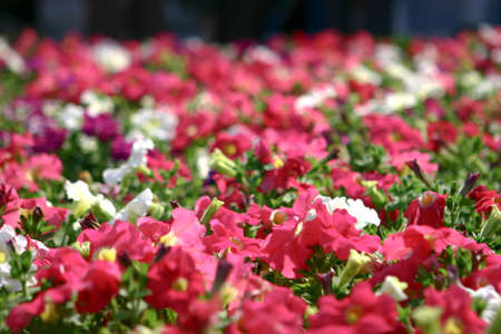 an impatiens walleriana flowers with green leaf.