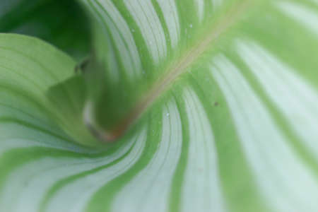 the Green Leaf Macro, green and white line