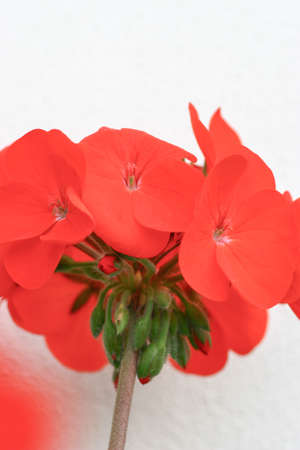 the red flower are blooming  at the garden
