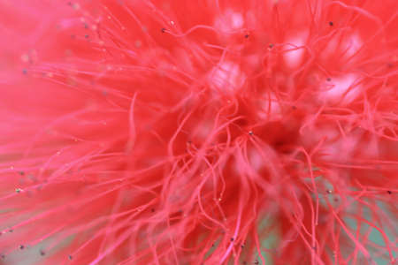 25 march 2005 the Mimosa Flower Pom Poms at natureの写真素材