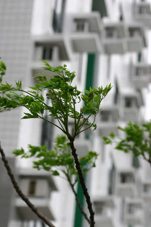 25 march 2005 the close up of leaf at out doorの写真素材