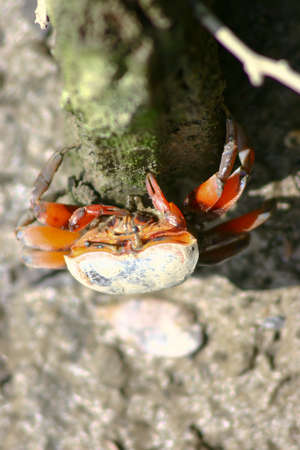 Fiddler Crab walking in mangrove forest at Nam Sang Wai