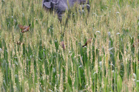 these small cute birds are common in rice paddy fields