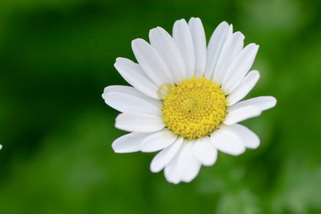 a White mini marguerite flower, Chrysanthemum paludosumの写真素材
