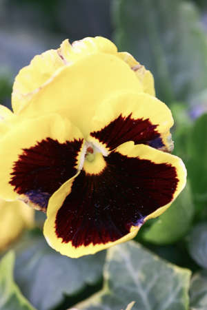 a Tricolor pansy flower plant natural back ground,