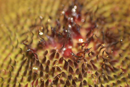 close up Sunflower Nature, Sunflowers meadow Nature background