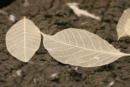 8 June 2005 the skeletonized leaf of a tree on a earthの写真素材