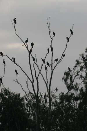 13 Nov 2005 the bird at the Nam Sang Wai, Yuen Longの写真素材