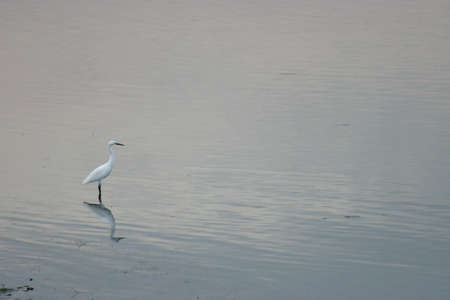 13 Nov 2005 Birds in flight. A silhouettes of cranes in flight.の写真素材