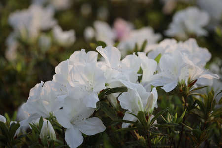 flower bed of White Azalea Blossoms at park, hkの写真素材