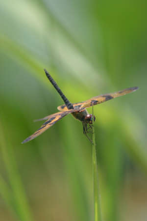 dragonfly perched on the treetop with nature bokeh background,の写真素材