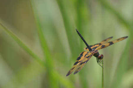 dragonfly perched on the treetop with nature bokeh background,の写真素材