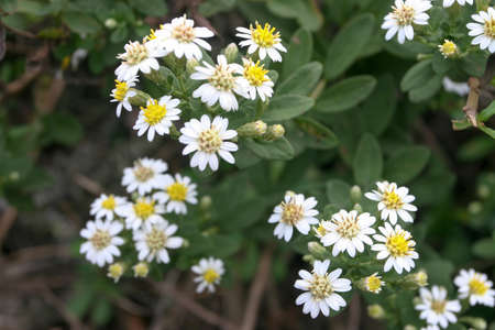 Daisies on wasteland with grass, weeds, country trail, hk