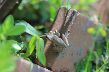 the Brown tree frog at the gardenの写真素材
