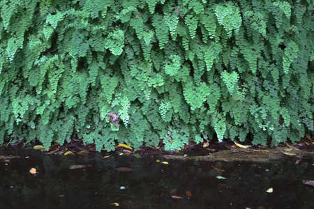 2 April 2021 the Fern leaves background at the stone wallの写真素材