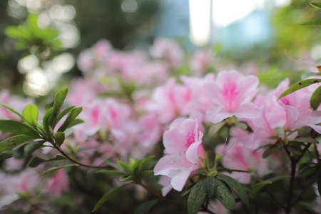 Flower bed of pink Azalea Blossoms at park, hkの写真素材