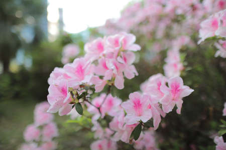 Flower bed of pink Azalea Blossoms at park, hkの写真素材