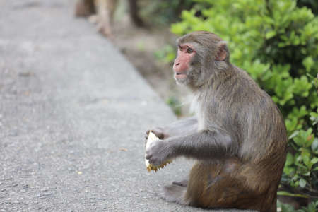 the wiild Monkey eat Durio In Kam Shan Country Parkの写真素材