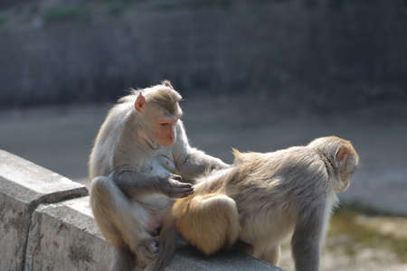 wiild Monkey In Kam Shan Country Park, Kowloon