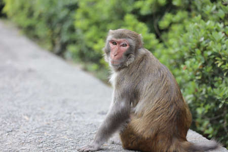 wiild Monkey In Kam Shan Country Park, Kowloon