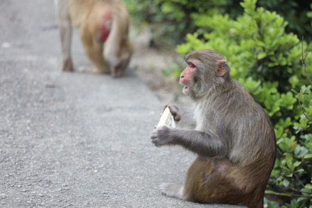 the wiild Monkey eat Durio In Kam Shan Country Parkの写真素材