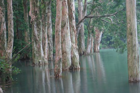 a Reservoir and forest at Shing Mun Reservoir