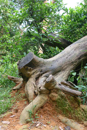the Uprooted tree at the nature, hong kong