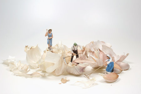 the group mini farmer cutting up a garlic bulbの写真素材