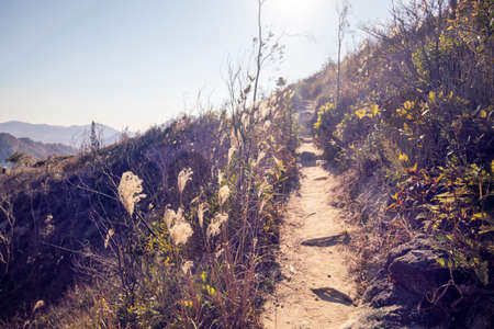 2 Jan 2021 the autumn landscape in the Black Hill, hong kong