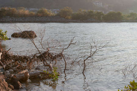 A dead tree agaist the sea at sai kung sea