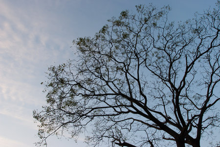 Branch treeの写真素材