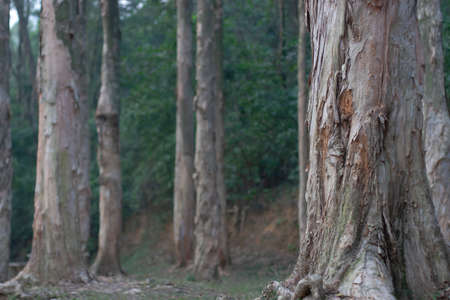 paperbark Trees Shing Mun Reservoir, hong kong