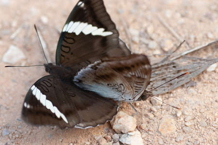 close up of beautiful couple butterfly mating or having sexの写真素材