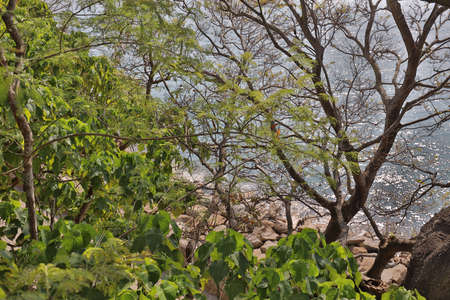 A great place to relax. the tree at coastの写真素材