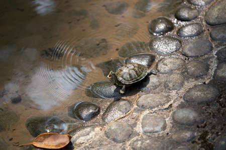 a Turtles on lake. Turtles in lake in the sun, wild animals in freedom,の写真素材