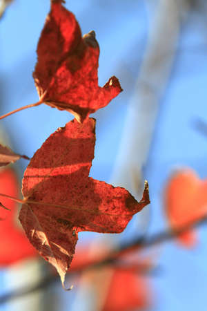 Autumn Leaf, Leaves turning red in Antumn