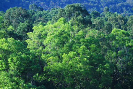 green tree in the nature, the leaf of tree