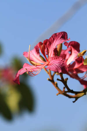 Close up Beautiful Blooming Pink Bauhinia Purpurea Flowers