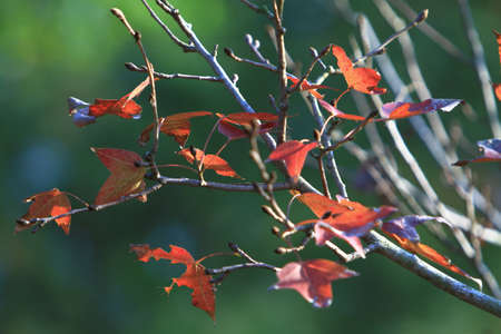 Autumn Leaf, Leaves turning red in Antumn